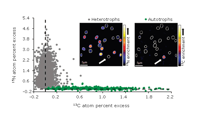 NanoSIMS isotope analysis: C and N uptake by marine microorganism